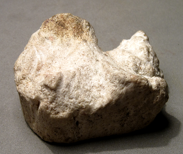 Mammal Mastodon Baby Tooth, Specimen Was Found In A Wash In The Sierra Vista, Arizona Area