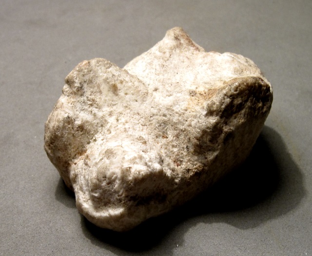Mammal Mastodon Baby Tooth, Specimen Was Found In A Wash In The Sierra Vista, Arizona Area
