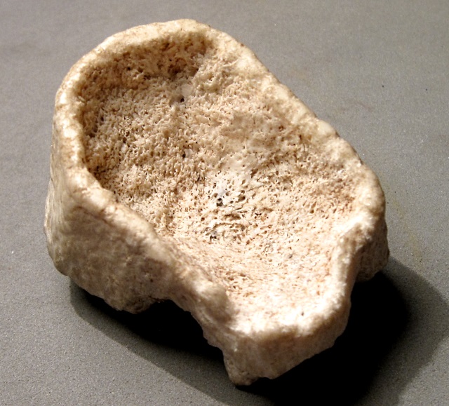 Mammal Mastodon Baby Tooth, Specimen Was Found In A Wash In The Sierra Vista, Arizona Area