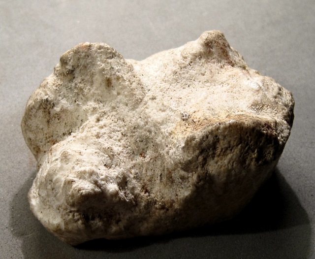 Mammal Mastodon Baby Tooth, Specimen Was Found In A Wash In The Sierra Vista, Arizona Area