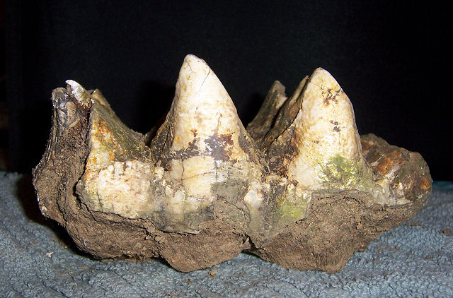 Mammal Mastodon Tooth, (Mammut Americanum), Centralia, Illinois Tooth Is Of A Mastodont Upper Third Molar From A Mature Adult