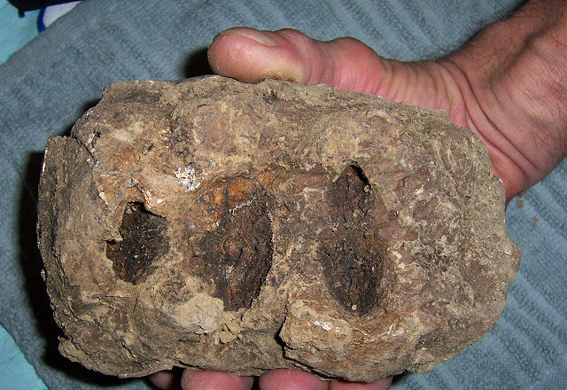 Mammal Mastodon Tooth, (Mammut Americanum), Centralia, Illinois Tooth Is Of A Mastodont Upper Third Molar From A Mature Adult
