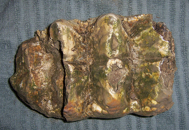 Mammal Mastodon Tooth, (Mammut Americanum), Centralia, Illinois Tooth Is Of A Mastodont Upper Third Molar From A Mature Adult
