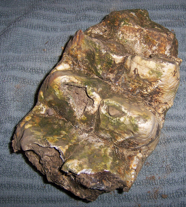 Mammal Mastodon Tooth (Mammut Americanum) Centralia, Illinois Tooth Is Of A Mastodont Upper Third Molar From A Mature Adult