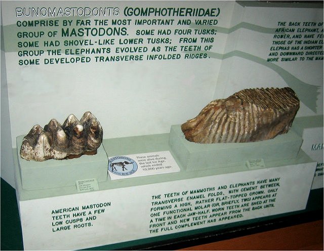Mammal Mastodon Versus Mammouth Teeth, Exhibit Museum Of Natural History University Of Michigan, Ann Arbor Michigan