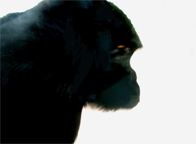 Mammal Modern Gorilla Head View San Diego Zoo