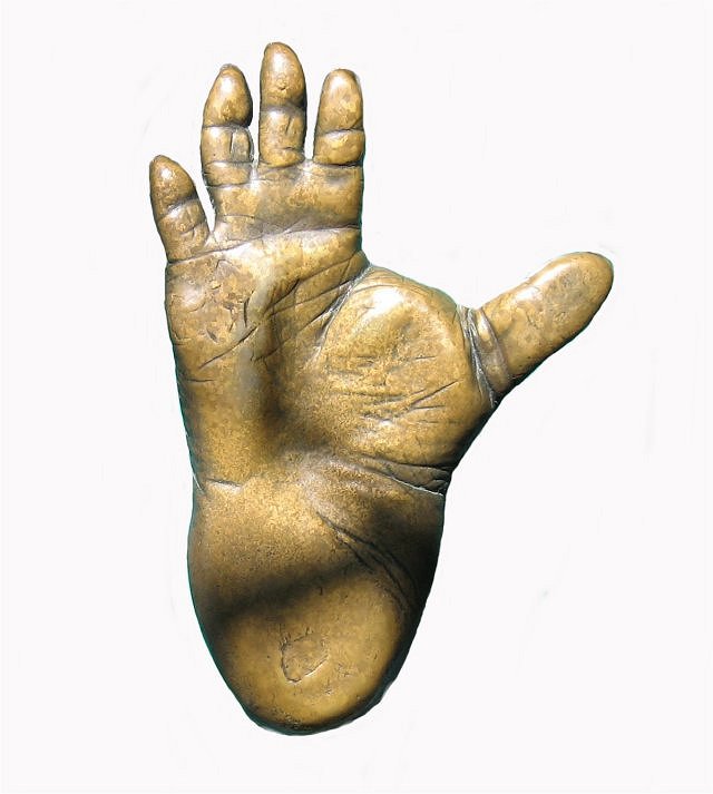 Mammal Modern View Of Gorilla Foot, San Diego Zoo