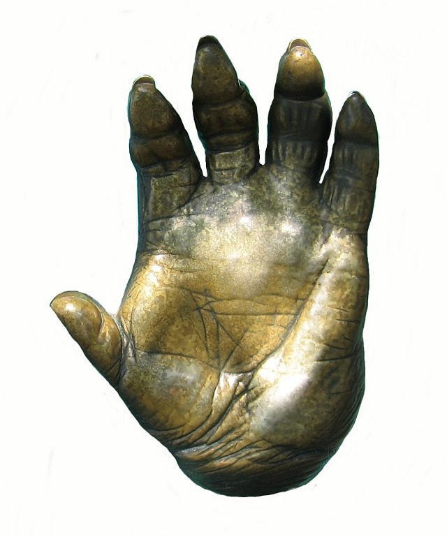Mammal Modern View Of Gorilla Hand, San Diego Zoo