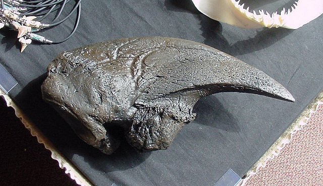 Mammal Plastic Cast Of A Ground Sloth Claw, International Fossil Co.
