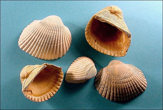 Pelecypod Arca Scapharca, St. Marys Formation, Calvert Cliffs State Park, Maryland