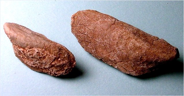 Pelecypod Myalina Nacoensis, Naco Formation Kohls Ranch Road, Arizona Length Of Largest 5.0 Cm