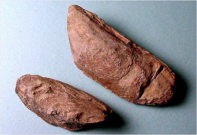 Pelecypod Myalina Nacoensis, Naco Formation Kohls Ranch Road, Arizona Length Of Largest 5.0 Cm