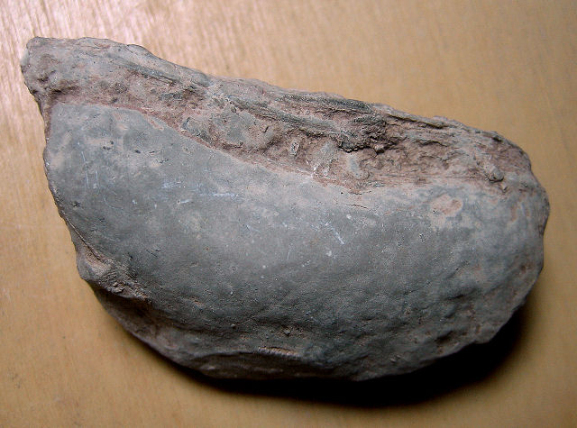 Pelecypod Myalina Nacoensis, Naco Formation, Pennsylavanian, Kohls Ranch Road, Arizona