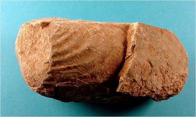 Pelecypod Wilkingia Terminale, Naco Formation-Pennsylvanian Kohls Ranch Road, Arizona Length 6.4 Cm