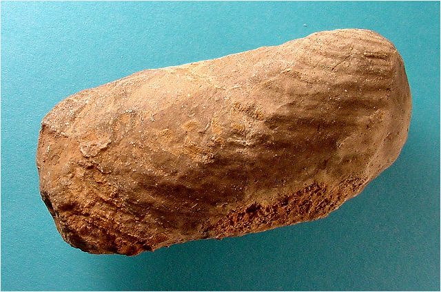 Pelecypod Wilkingia Terminale, Naco Formation-Pennsylvanian Kohls Ranch Road, Arizona Length 6.4 Cm