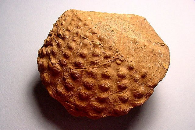Pelecypod Fossil Clam, Mural Limestone, Cretaceous Mule Mountains, Cochise County, Arizona
