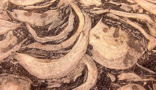 Pelecypod Fossil Cut Section Of Limestone With Clam Shells
