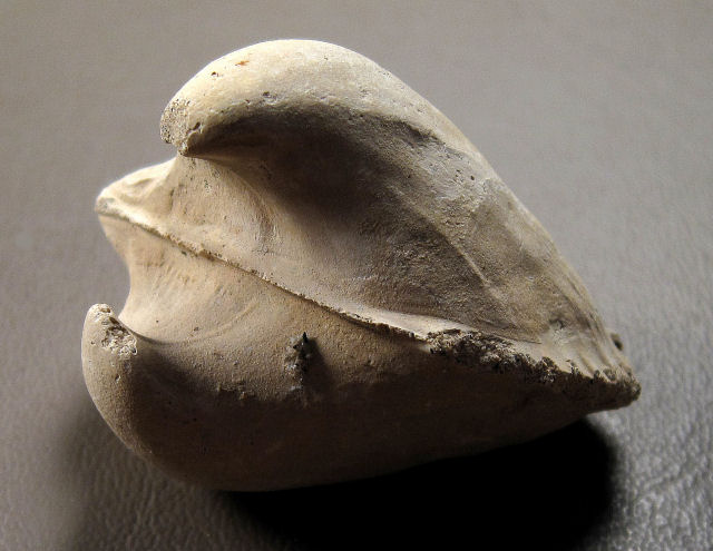 Pelecypod, Fossil Internal Cast, Florida