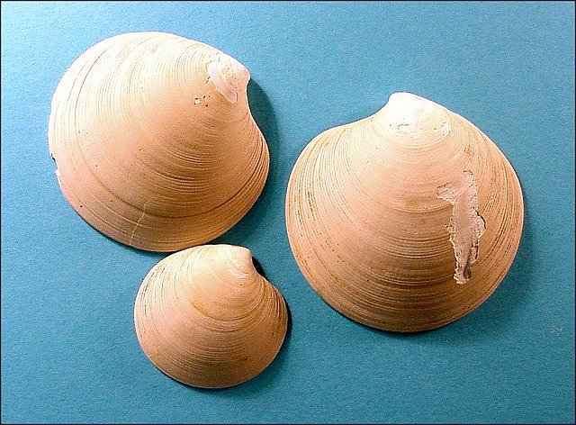 Pelecypod Fossil,Mercenaria, St. Marys Formation, Calvert Cliffs State Park, Maryland Sizes Range From 5 Cm To 8 Cm