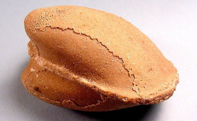 Pelecypod Steinkern (Cast Of Interior Of A Clam), Ohio