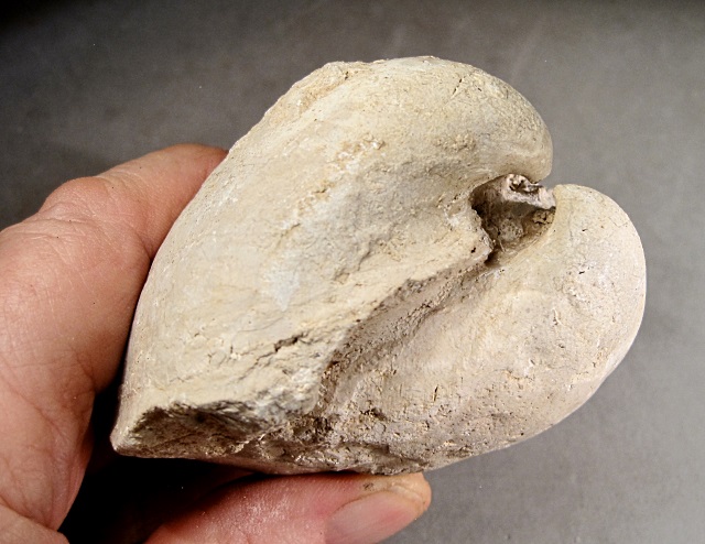 Pelecypod Steinkern (Cast Of Interior Of A Clam) Location Unknown