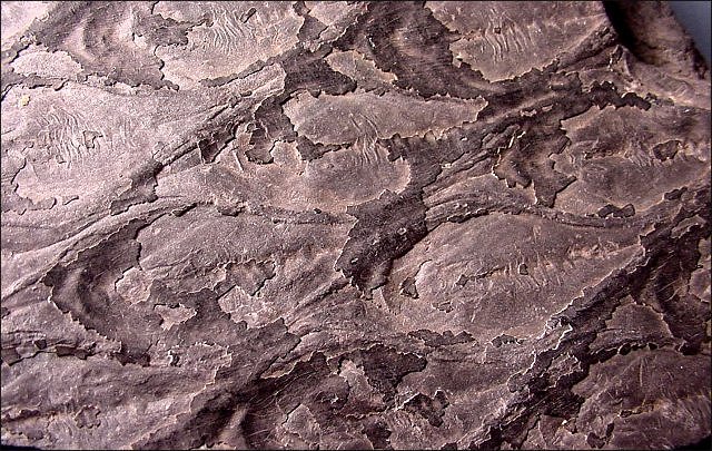 Plant Fossil Bark Of Gymnosperm, Lepidodendron, Location Unknown