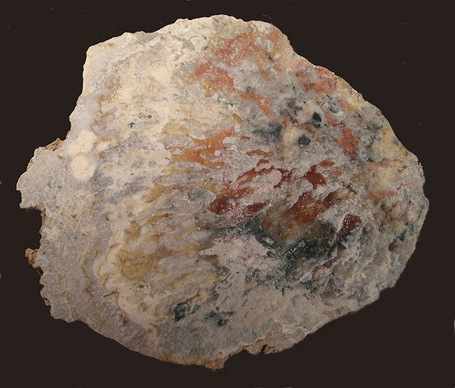 Plant Fossil Cycad, Mohave Desert, California