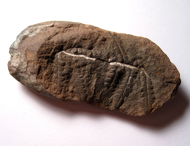 Plant Fossil Extinct Gymnosperm Fern Pecopteris Sp., Francis Creek Shale Will County, Illinois