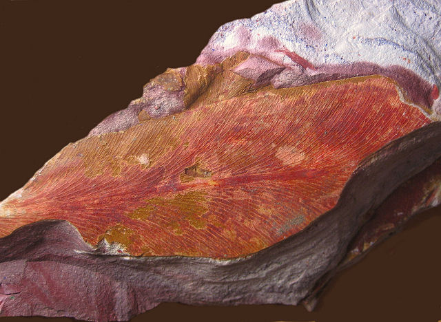 Plant Fossil Fern Leaf, Glosspteros, Dunedoo, N.W.T., Australia Permian