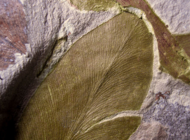 Plant Fossil Fern Leaf, Glosspteros, Dunedoo, N.W.T., Australia Permian