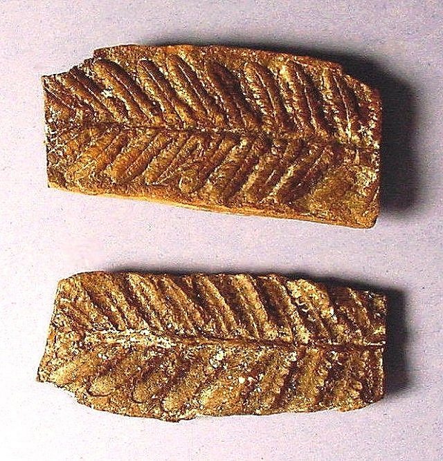 Plant Fossil Fern Leaves