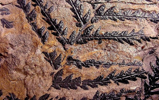 Plant Fossil Fern Leaves