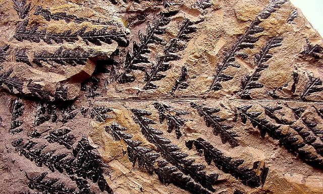 Plant Fossil Fern Leaves