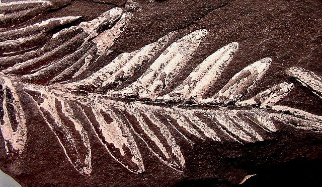 Plant Fossil Fern Leaves