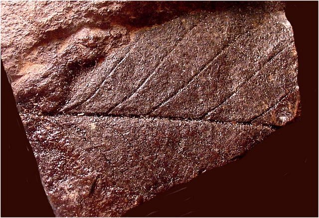 Plant Fossil Fern Leaves