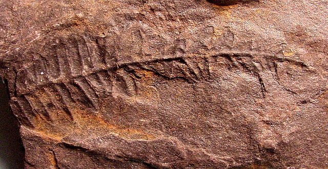 Plant Fossil Fern Leaves