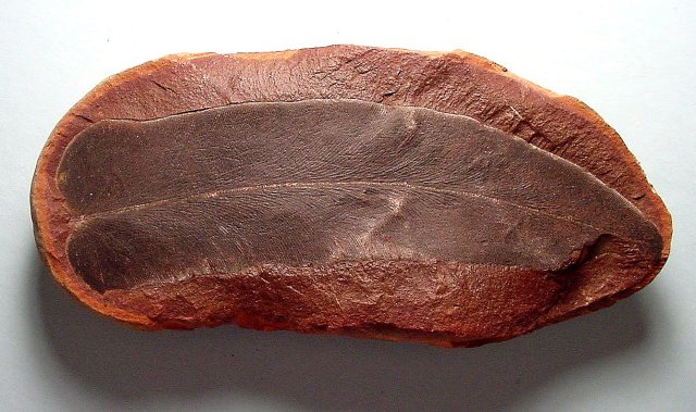 Plant Fossil Fern Leaves