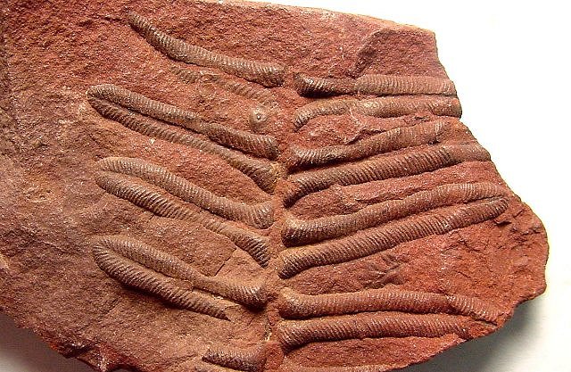 Plant Fossil Fern Leaves