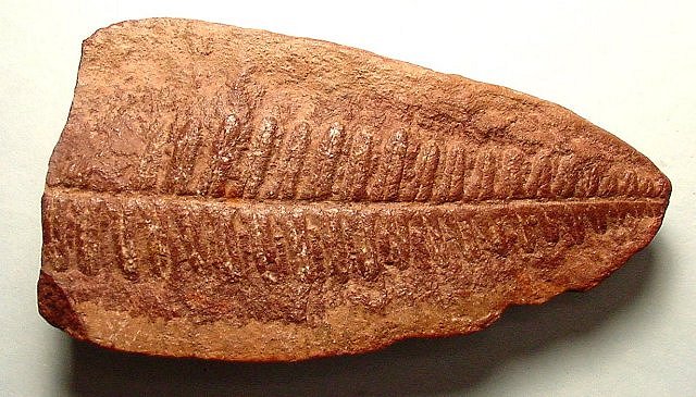 Plant Fossil Fern Leaves