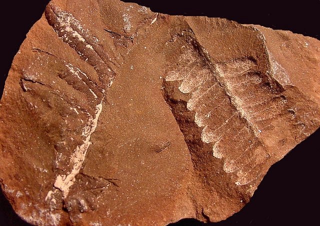 Plant Fossil Fern Leaves
