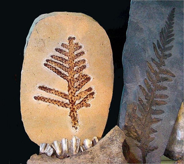 Plant Fossil Fern Leaves, Wonders Of The World Mineral Co