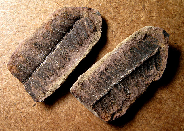 Plant Fossil Fern Leaves In A Split Concretion