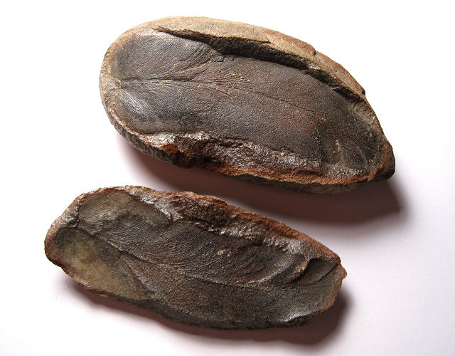 Plant Fossil Fern Leaves In A Split Concretion