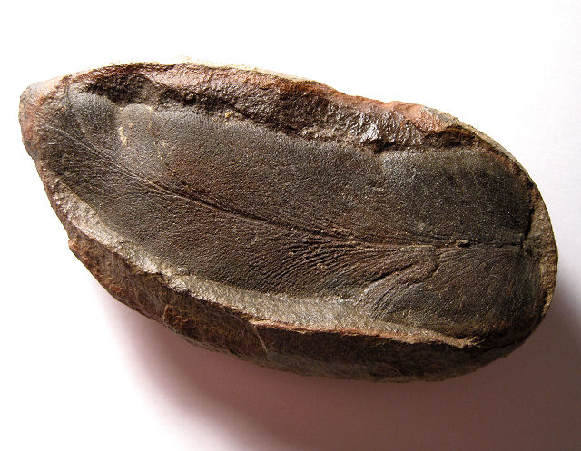 Plant Fossil Fern Leaves In A Split Concretion