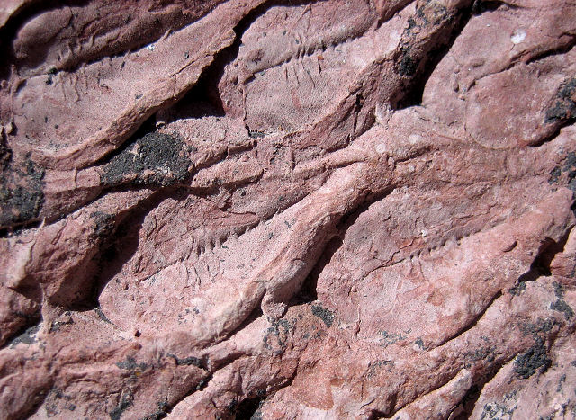 Plant Fossil Fern Tree Bark, Lepidodendron, Gliwice, Slaskie Province, Poland, Mississippian, 325 Million Years Ago