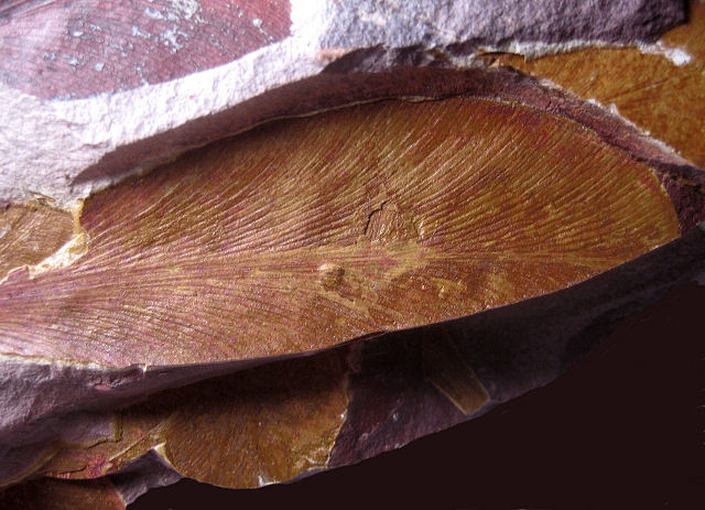 Plant Fossil Leaf, Glosspteros, Dunedoo, N.W.T., Australia Permian