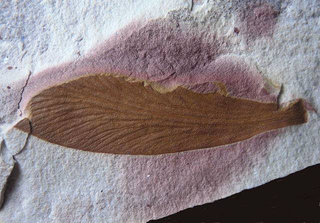 Plant Fossil Leaf, Glosspteros, Dunedoo, N.W.T., Australia Permian