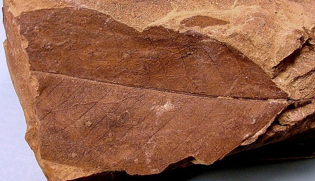Plant Fossil Leaf, Paonia Dam Colorado, Species Unknown