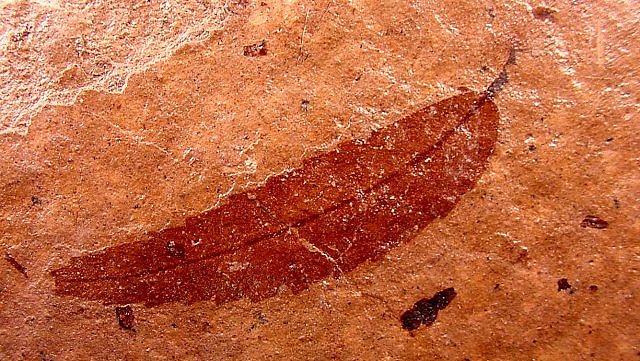 Plant Fossil Leaf, Species And Location Unknown