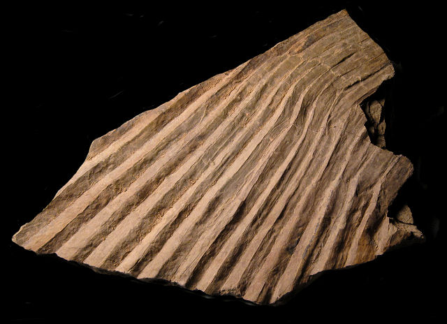 Plant Fossil Palm Leaf, Species Unknown, Paonia Colorado